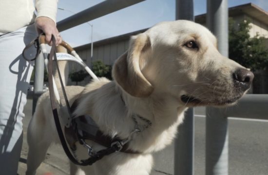 A guide dog