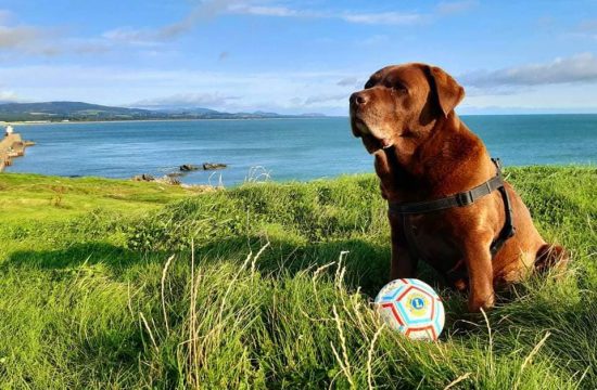 A dog poses with a special ball made for children without sight.